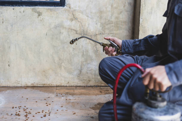 Best Flea Control Services  in Blountville, TN